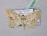  (Scopula internata - BC ZSM Lep 42897)  @13 [ ] CreativeCommons - Attribution Non-Commercial Share-Alike (2010) Axel Hausmann/Bavarian State Collection of Zoology (ZSM) SNSB, Zoologische Staatssammlung Muenchen