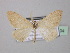  (Scopula phyletis - BC ZSM Lep 42904)  @13 [ ] CreativeCommons - Attribution Non-Commercial Share-Alike (2010) Axel Hausmann/Bavarian State Collection of Zoology (ZSM) SNSB, Zoologische Staatssammlung Muenchen