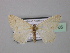  ( - BC ZSM Lep 42905)  @12 [ ] CreativeCommons - Attribution Non-Commercial Share-Alike (2010) Axel Hausmann/Bavarian State Collection of Zoology (ZSM) SNSB, Zoologische Staatssammlung Muenchen