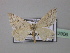  (Scopula flexio - BC ZSM Lep 42906)  @13 [ ] CreativeCommons - Attribution Non-Commercial Share-Alike (2010) Axel Hausmann/Bavarian State Collection of Zoology (ZSM) SNSB, Zoologische Staatssammlung Muenchen