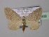  ( - BC ZSM Lep 42908)  @12 [ ] CreativeCommons - Attribution Non-Commercial Share-Alike (2010) Axel Hausmann/Bavarian State Collection of Zoology (ZSM) SNSB, Zoologische Staatssammlung Muenchen