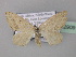  ( - BC ZSM Lep 42909)  @11 [ ] CreativeCommons - Attribution Non-Commercial Share-Alike (2010) Axel Hausmann/Bavarian State Collection of Zoology (ZSM) SNSB, Zoologische Staatssammlung Muenchen