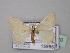  (Scopula BOLD:AAU3739 - BC ZSM Lep 42910)  @13 [ ] CreativeCommons - Attribution Non-Commercial Share-Alike (2010) Axel Hausmann/Bavarian State Collection of Zoology (ZSM) SNSB, Zoologische Staatssammlung Muenchen