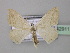  (Scopula BOLD:AAV7824 - BC ZSM Lep 42911)  @13 [ ] CreativeCommons - Attribution Non-Commercial Share-Alike (2010) Axel Hausmann/Bavarian State Collection of Zoology (ZSM) SNSB, Zoologische Staatssammlung Muenchen
