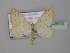  (Scopula BOLD:AAV8985 - BC ZSM Lep 42913)  @13 [ ] CreativeCommons - Attribution Non-Commercial Share-Alike (2010) Axel Hausmann/Bavarian State Collection of Zoology (ZSM) SNSB, Zoologische Staatssammlung Muenchen