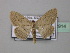  ( - BC ZSM Lep 42914)  @14 [ ] CreativeCommons - Attribution Non-Commercial Share-Alike (2010) Axel Hausmann/Bavarian State Collection of Zoology (ZSM) SNSB, Zoologische Staatssammlung Muenchen