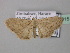  ( - BC ZSM Lep 42915)  @11 [ ] CreativeCommons - Attribution Non-Commercial Share-Alike (2010) Axel Hausmann/Bavarian State Collection of Zoology (ZSM) SNSB, Zoologische Staatssammlung Muenchen