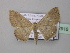  ( - BC ZSM Lep 42916)  @14 [ ] CreativeCommons - Attribution Non-Commercial Share-Alike (2010) Axel Hausmann/Bavarian State Collection of Zoology (ZSM) SNSB, Zoologische Staatssammlung Muenchen