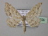  (Scopula rufisalsa - BC ZSM Lep 42920)  @13 [ ] CreativeCommons - Attribution Non-Commercial Share-Alike (2010) Axel Hausmann/Bavarian State Collection of Zoology (ZSM) SNSB, Zoologische Staatssammlung Muenchen