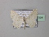  ( - BC ZSM Lep 42924)  @13 [ ] CreativeCommons - Attribution Non-Commercial Share-Alike (2010) Axel Hausmann/Bavarian State Collection of Zoology (ZSM) SNSB, Zoologische Staatssammlung Muenchen