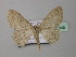 (Scopula calcarataHS01SA - BC ZSM Lep 42945)  @14 [ ] CreativeCommons - Attribution Non-Commercial Share-Alike (2010) Axel Hausmann/Bavarian State Collection of Zoology (ZSM) SNSB, Zoologische Staatssammlung Muenchen