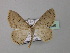  (Scopula calcarata - BC ZSM Lep 42946)  @13 [ ] CreativeCommons - Attribution Non-Commercial Share-Alike (2010) Axel Hausmann/Bavarian State Collection of Zoology (ZSM) SNSB, Zoologische Staatssammlung Muenchen