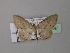  (Scopula magnipunctataHS01SA - BC ZSM Lep 42947)  @13 [ ] CreativeCommons - Attribution Non-Commercial Share-Alike (2010) Axel Hausmann/Bavarian State Collection of Zoology (ZSM) SNSB, Zoologische Staatssammlung Muenchen