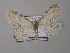  (Scopula candidaria - BC ZSM Lep 42948)  @14 [ ] CreativeCommons - Attribution Non-Commercial Share-Alike (2010) Axel Hausmann/Bavarian State Collection of Zoology (ZSM) SNSB, Zoologische Staatssammlung Muenchen
