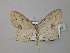  (Scopula subpectinataHS01SA - BC ZSM Lep 42950)  @13 [ ] CreativeCommons - Attribution Non-Commercial Share-Alike (2010) Axel Hausmann/Bavarian State Collection of Zoology (ZSM) SNSB, Zoologische Staatssammlung Muenchen