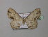  (Scopula cassiariaHS01SA - BC ZSM Lep 42952)  @13 [ ] CreativeCommons - Attribution Non-Commercial Share-Alike (2010) Axel Hausmann/Bavarian State Collection of Zoology (ZSM) SNSB, Zoologische Staatssammlung Muenchen