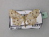  ( - BC ZSM Lep 42953)  @11 [ ] CreativeCommons - Attribution Non-Commercial Share-Alike (2010) Axel Hausmann/Bavarian State Collection of Zoology (ZSM) SNSB, Zoologische Staatssammlung Muenchen