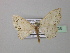  ( - BC ZSM Lep 42956)  @12 [ ] CreativeCommons - Attribution Non-Commercial Share-Alike (2010) Axel Hausmann/Bavarian State Collection of Zoology (ZSM) SNSB, Zoologische Staatssammlung Muenchen