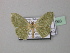  (Scopula HS12SA - BC ZSM Lep 42963)  @13 [ ] CreativeCommons - Attribution Non-Commercial Share-Alike (2010) Axel Hausmann/Bavarian State Collection of Zoology (ZSM) SNSB, Zoologische Staatssammlung Muenchen