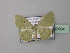  ( - BC ZSM Lep 42964)  @13 [ ] CreativeCommons - Attribution Non-Commercial Share-Alike (2010) Axel Hausmann/Bavarian State Collection of Zoology (ZSM) SNSB, Zoologische Staatssammlung Muenchen