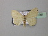  ( - BC ZSM Lep 42966)  @13 [ ] CreativeCommons - Attribution Non-Commercial Share-Alike (2010) Axel Hausmann/Bavarian State Collection of Zoology (ZSM) SNSB, Zoologische Staatssammlung Muenchen