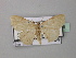  (Scopula HS06SA - BC ZSM Lep 42968)  @11 [ ] CreativeCommons - Attribution Non-Commercial Share-Alike (2010) Axel Hausmann/Bavarian State Collection of Zoology (ZSM) SNSB, Zoologische Staatssammlung Muenchen