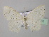  (Scopula vitiosaria - BC ZSM Lep 42971)  @13 [ ] CreativeCommons - Attribution Non-Commercial Share-Alike (2010) Axel Hausmann/Bavarian State Collection of Zoology (ZSM) SNSB, Zoologische Staatssammlung Muenchen