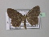  (Scopula fuscobrunnea - BC ZSM Lep 42973)  @13 [ ] CreativeCommons - Attribution Non-Commercial Share-Alike (2010) Axel Hausmann/Bavarian State Collection of Zoology (ZSM) SNSB, Zoologische Staatssammlung Muenchen