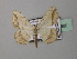  (Scopula penricei - BC ZSM Lep 42980)  @13 [ ] CreativeCommons - Attribution Non-Commercial Share-Alike (2010) Axel Hausmann/Bavarian State Collection of Zoology (ZSM) SNSB, Zoologische Staatssammlung Muenchen