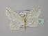  (Scopula tenera - BC ZSM Lep 42982)  @14 [ ] CreativeCommons - Attribution Non-Commercial Share-Alike (2010) Axel Hausmann/Bavarian State Collection of Zoology (ZSM) SNSB, Zoologische Staatssammlung Muenchen