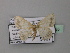  ( - BC ZSM Lep 42985)  @13 [ ] CreativeCommons - Attribution Non-Commercial Share-Alike (2010) Axel Hausmann/Bavarian State Collection of Zoology (ZSM) SNSB, Zoologische Staatssammlung Muenchen