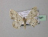  (Scopula HS02SA - BC ZSM Lep 42987)  @14 [ ] CreativeCommons - Attribution Non-Commercial Share-Alike (2010) Axel Hausmann/Bavarian State Collection of Zoology (ZSM) SNSB, Zoologische Staatssammlung Muenchen