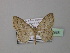  (Scopula limosata - BC ZSM Lep 42988)  @13 [ ] CreativeCommons - Attribution Non-Commercial Share-Alike (2010) Axel Hausmann/Bavarian State Collection of Zoology (ZSM) SNSB, Zoologische Staatssammlung Muenchen