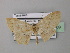  (Scopula umbratilinea - BC ZSM Lep 42989)  @11 [ ] CreativeCommons - Attribution Non-Commercial Share-Alike (2010) Axel Hausmann/Bavarian State Collection of Zoology (ZSM) SNSB, Zoologische Staatssammlung Muenchen