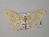  ( - BC ZSM Lep 42990)  @14 [ ] CreativeCommons - Attribution Non-Commercial Share-Alike (2010) Axel Hausmann/Bavarian State Collection of Zoology (ZSM) SNSB, Zoologische Staatssammlung Muenchen