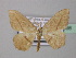  ( - BC ZSM Lep 42998)  @13 [ ] CreativeCommons - Attribution Non-Commercial Share-Alike (2010) Axel Hausmann/Bavarian State Collection of Zoology (ZSM) SNSB, Zoologische Staatssammlung Muenchen