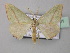  (Chlorerythra - BC ZSM Lep 43001)  @13 [ ] CreativeCommons - Attribution Non-Commercial Share-Alike (2010) Axel Hausmann/Bavarian State Collection of Zoology (ZSM) SNSB, Zoologische Staatssammlung Muenchen
