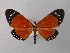  (Scopula helcita contractimargo - BC ZSM Lep 43002)  @14 [ ] CreativeCommons - Attribution Non-Commercial Share-Alike (2010) Axel Hausmann/Bavarian State Collection of Zoology (ZSM) SNSB, Zoologische Staatssammlung Muenchen