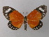  (Scopula helcita - BC ZSM Lep 43004)  @15 [ ] CreativeCommons - Attribution Non-Commercial Share-Alike (2010) Axel Hausmann/Bavarian State Collection of Zoology (ZSM) SNSB, Zoologische Staatssammlung Muenchen