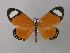  (Scopula HS01SA - BC ZSM Lep 43005)  @14 [ ] CreativeCommons - Attribution Non-Commercial Share-Alike (2010) Axel Hausmann/Bavarian State Collection of Zoology (ZSM) SNSB, Zoologische Staatssammlung Muenchen