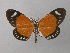  (Scopula erici euparypha - BC ZSM Lep 43009)  @13 [ ] CreativeCommons - Attribution Non-Commercial Share-Alike (2010) Axel Hausmann/Bavarian State Collection of Zoology (ZSM) SNSB, Zoologische Staatssammlung Muenchen