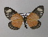  ( - BC ZSM Lep 43014)  @13 [ ] CreativeCommons - Attribution Non-Commercial Share-Alike (2010) Axel Hausmann/Bavarian State Collection of Zoology (ZSM) SNSB, Zoologische Staatssammlung Muenchen