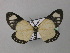  (Aletis concolor - BC ZSM Lep 43015)  @14 [ ] CreativeCommons - Attribution Non-Commercial Share-Alike (2010) Axel Hausmann/Bavarian State Collection of Zoology (ZSM) SNSB, Zoologische Staatssammlung Muenchen