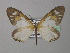  (Scopula gracilis - BC ZSM Lep 43016)  @14 [ ] CreativeCommons - Attribution Non-Commercial Share-Alike (2010) Axel Hausmann/Bavarian State Collection of Zoology (ZSM) SNSB, Zoologische Staatssammlung Muenchen