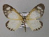  (Cartaletis gracilis - BC ZSM Lep 43017)  @13 [ ] CreativeCommons - Attribution Non-Commercial Share-Alike (2010) Axel Hausmann/Bavarian State Collection of Zoology (ZSM) SNSB, Zoologische Staatssammlung Muenchen