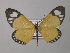  (Scopula forbesi - BC ZSM Lep 43021)  @13 [ ] CreativeCommons - Attribution Non-Commercial Share-Alike (2010) Axel Hausmann/Bavarian State Collection of Zoology (ZSM) SNSB, Zoologische Staatssammlung Muenchen