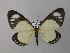  (Scopula nigricosta - BC ZSM Lep 43026)  @14 [ ] CreativeCommons - Attribution Non-Commercial Share-Alike (2010) Axel Hausmann/Bavarian State Collection of Zoology (ZSM) SNSB, Zoologische Staatssammlung Muenchen