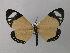  (Cartaletis melanopis - BC ZSM Lep 43027)  @13 [ ] CreativeCommons - Attribution Non-Commercial Share-Alike (2010) Axel Hausmann/Bavarian State Collection of Zoology (ZSM) SNSB, Zoologische Staatssammlung Muenchen