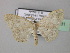  (Scopula BOLD:AAV8948 - BC ZSM Lep 43031)  @13 [ ] CreativeCommons - Attribution Non-Commercial Share-Alike (2010) Axel Hausmann/Bavarian State Collection of Zoology (ZSM) SNSB, Zoologische Staatssammlung Muenchen