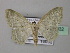  (Scopula BOLD:AAV8949 - BC ZSM Lep 43032)  @13 [ ] CreativeCommons - Attribution Non-Commercial Share-Alike (2010) Axel Hausmann/Bavarian State Collection of Zoology (ZSM) SNSB, Zoologische Staatssammlung Muenchen